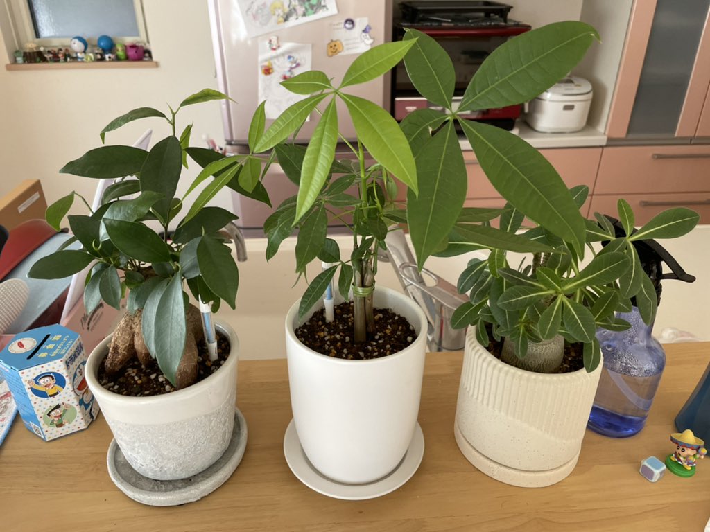 みんなの パキラ 口コミ 評判 食べたいランチ 夜ごはんがきっと見つかる ナウティスイーツ