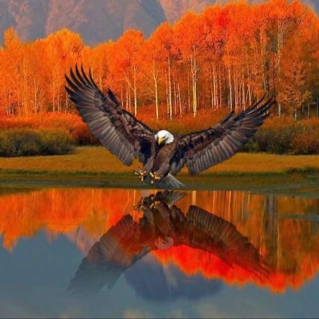 But they that wait upon the Lord shall renew their strength; they shall mount up with wings as eagles; they shall run, and not be weary; and they shall walk, and not faint. Isaiah 40:31