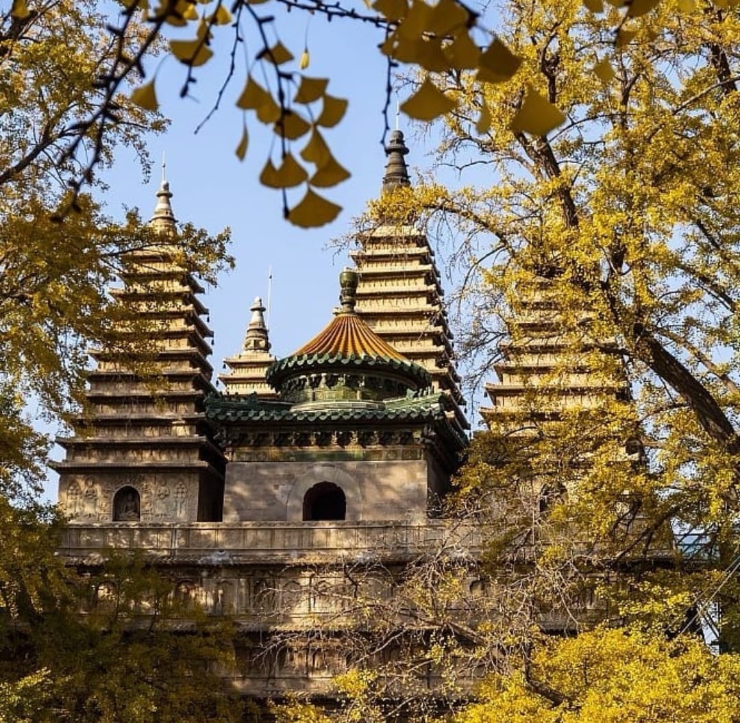 WindowonChina's tweet image. تشكل الهندسة المعمارية المميزة لمعبد Wuta القديم في #بكين مشهدًا خريفيًا خلابًا يظهر فيه شجرتا الجنكة البالغتان من العمر ستة قرون.

  #اقتصاد #سفر #طبيعة #سياحة #نافذة_على_الصين
 #中國 #China #Window_on_China  #中国之窗