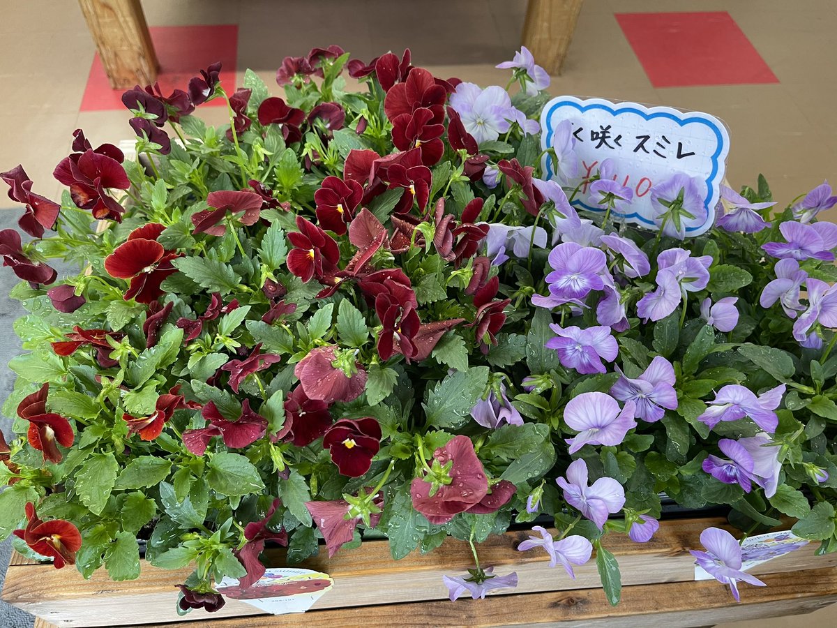山形新聞n 東根専売所 ぐっと冷えて来ました 夏の花からパンジー ビオラに植え替えの時期ですね ガーデニング パンジー ビオラ 山形新聞n 東根専売所 ぐっと冷えて来ました 夏の花からパンジー ビオラに植え替えの時期ですね ガーデニング パンジー ビオラ