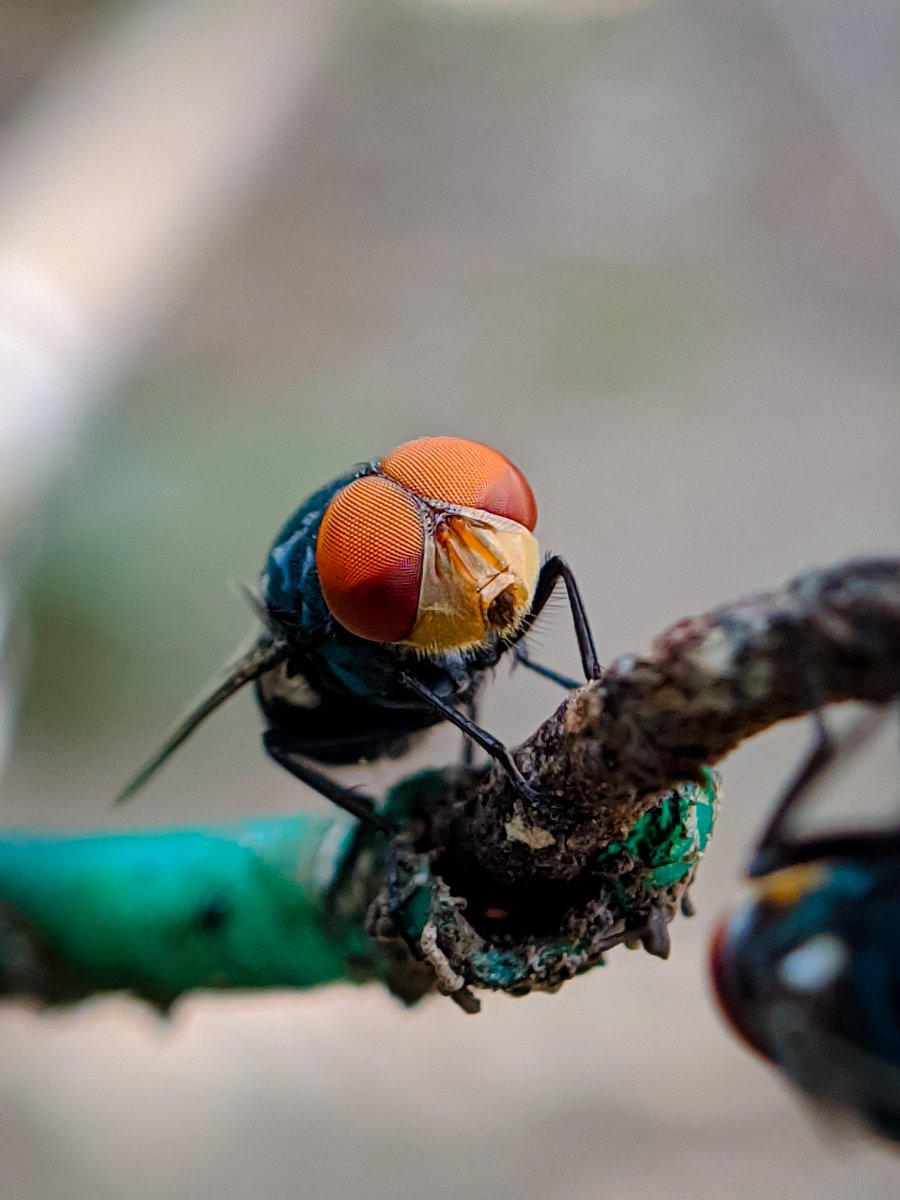 Camera vs Result.

Kalau korang minat ambil gambar macro guna phone, aku cadangkan beli lens phone tambahan camni.

Haritu aku beli RM25 je.

Saja-saja isi masa lapang. Kena ada skill tahan nafas + guna perut sebagai tripod 😅.

shp.ee/unj6s23