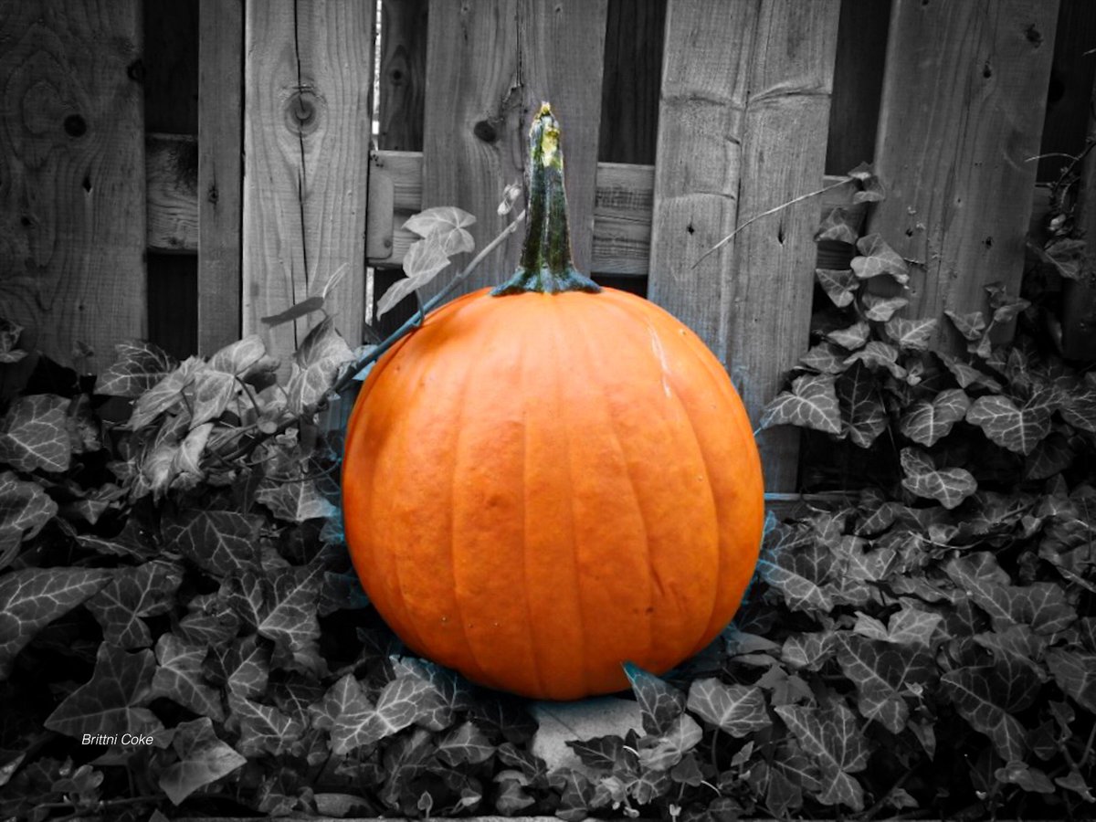 Black and White with a pop of Orange
#fall #pumpkin #fallphotography #blackandwhitephotography #nikonphotography #ThePhotoHour #photography #colourpop