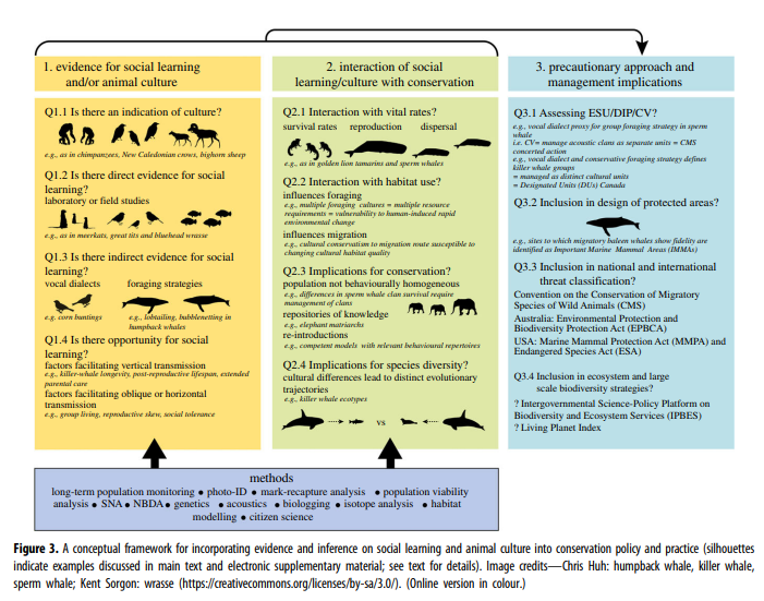 Animal Behavior Society (@animbehsociety) on Twitter photo Every Friday, the <a href="/AnimBehSociety/">Animal Behavior Society</a> highlights an article in #ConservationBehavior
A deepening understanding of #animal #culture suggests lessons for #conservation
Article in <a href="/RSocPublishing/">Royal Society Publishing</a> by <a href="/PBrakes/">Philippa Brakes</a> <a href="/EllenGarland4/">Ellen Garland</a> et al: tinyurl.com/73zfudzn Every Friday, the <a href="/AnimBehSociety/">Animal Behavior Society</a> highlights an article in #ConservationBehavior
A deepening understanding of #animal #culture suggests lessons for #conservation
Article in <a href="/RSocPublishing/">Royal Society Publishing</a> by <a href="/PBrakes/">Philippa Brakes</a> <a href="/EllenGarland4/">Ellen Garland</a> et al: tinyurl.com/73zfudzn