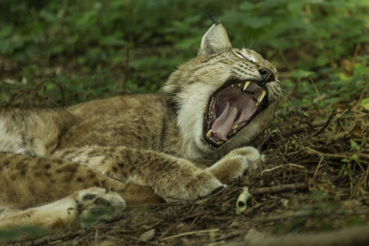 HourlyLynxes's tweet photo. HourlyLynxes presents: https://t.co/bP6ha0otZA
