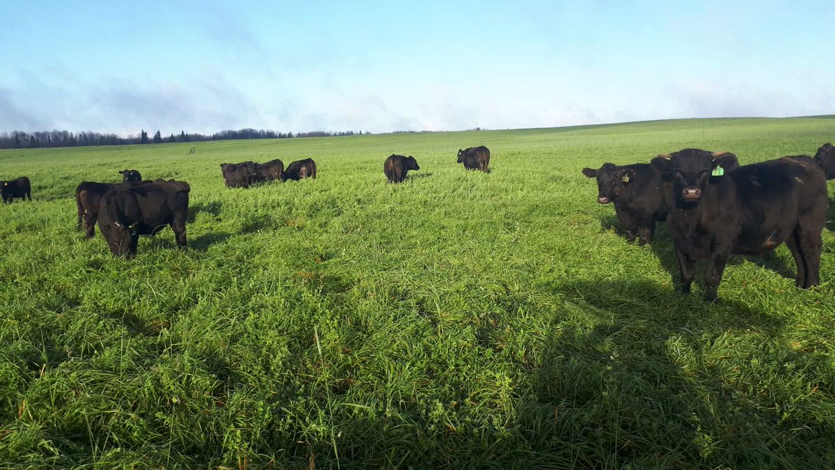 Some beautiful grass fed beef coming up! Beautiful northern weather has allowed for top quality late season grazing! #grassfedbeef #meatdelivery