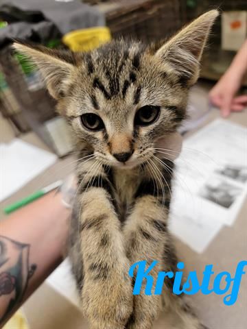 HSPPR's tweet photo. With cooler temperatures you may be feeling "Frozen" ❄️ But these kitties will warm your heart! All cats &amp; kittens are now FREE in Pueblo! We're open every day from Noon - 4:30 p.m. Click here to see all available pets: https://t.co/hDpNCHjpJO #HappyTailsHappyHearts #Pueblo https://t.co/JHlrtl8CqC