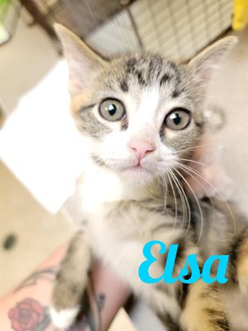 HSPPR's tweet photo. With cooler temperatures you may be feeling "Frozen" ❄️ But these kitties will warm your heart! All cats &amp; kittens are now FREE in Pueblo! We're open every day from Noon - 4:30 p.m. Click here to see all available pets: https://t.co/hDpNCHjpJO #HappyTailsHappyHearts #Pueblo https://t.co/JHlrtl8CqC