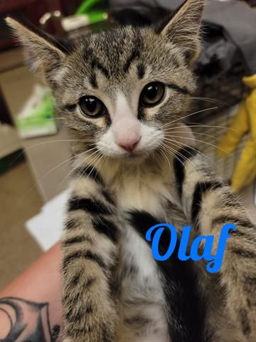 With cooler temperatures you may be feeling "Frozen" ❄️ But these kitties will warm your heart! All cats &amp; kittens are now FREE in Pueblo! We're open every day from Noon - 4:30 p.m. Click here to see all available pets: bit.ly/3h0P5F2 #HappyTailsHappyHearts #Pueblo