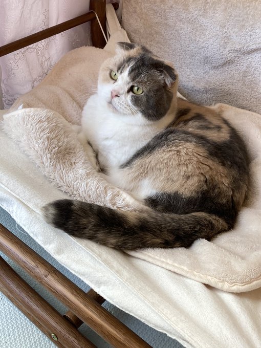 ネコチャン…
猫カフェしあわせだよぉ…!! 