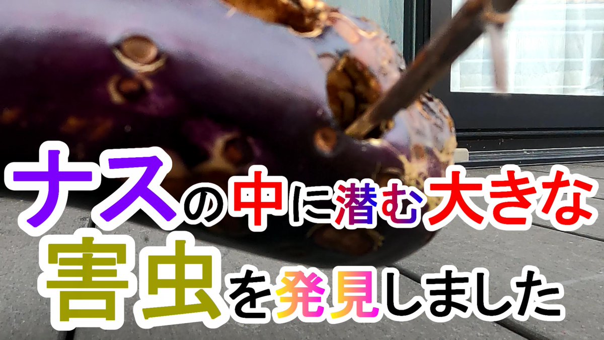 KFONDIY's tweet photo. 【閲覧注意】茄子栽培をしている時に地面に接している茄子を放置していると害虫によって、この様になります https://t.co/32PahHelaj @YouTubeより https://t.co/Tx4X6t5XUT