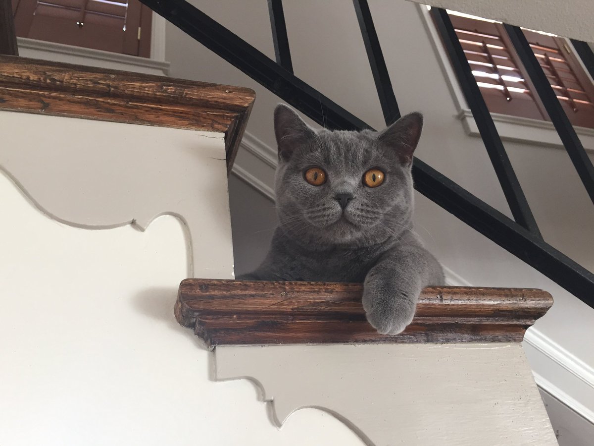 lie_cao's tweet photo. It is only a cat…., No he is my boy https://t.co/DePe0NSPg2