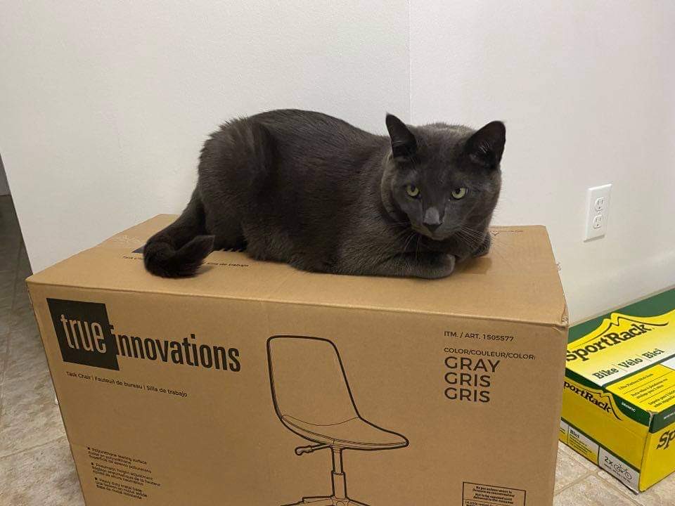 Noobowl5's tweet photo. Who needs a chair when you can sit on the box? https://t.co/597mbKyHBk