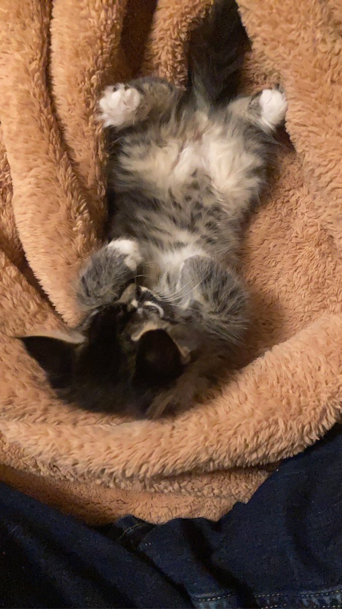 RedSabrie's tweet image. Kitty