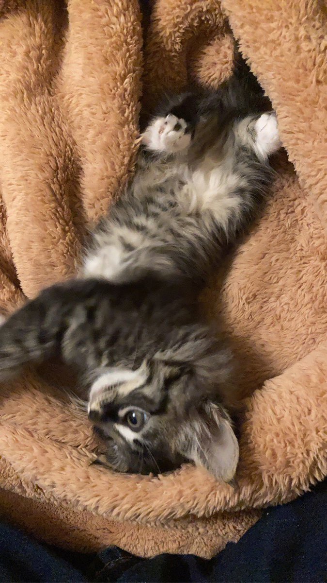 RedSabrie's tweet image. Kitty