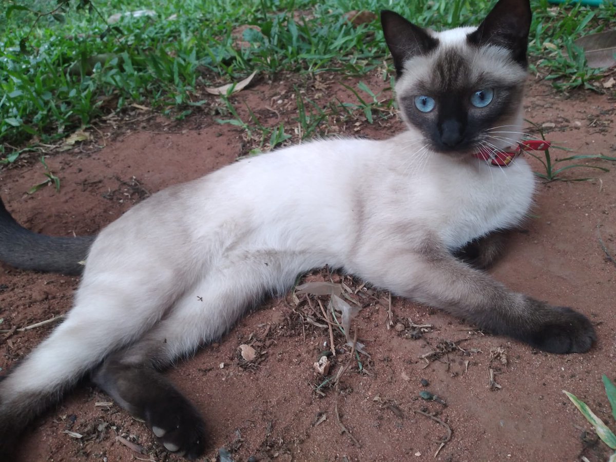 Twitter haz lo tuyo!! Es la gata de mis sobrinos, rt para ver si llega a la gente indicada! Están desesperados los chicos. Gracias totales 🙏🏼