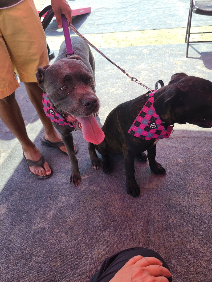 Texas Sand Fest 2021! #TMobile #TeamMagenta #petfriendly #beachfun  #greatdeals