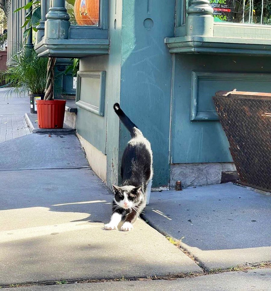 Bodegacats_'s tweet photo. https://t.co/fCXbzAHhyk