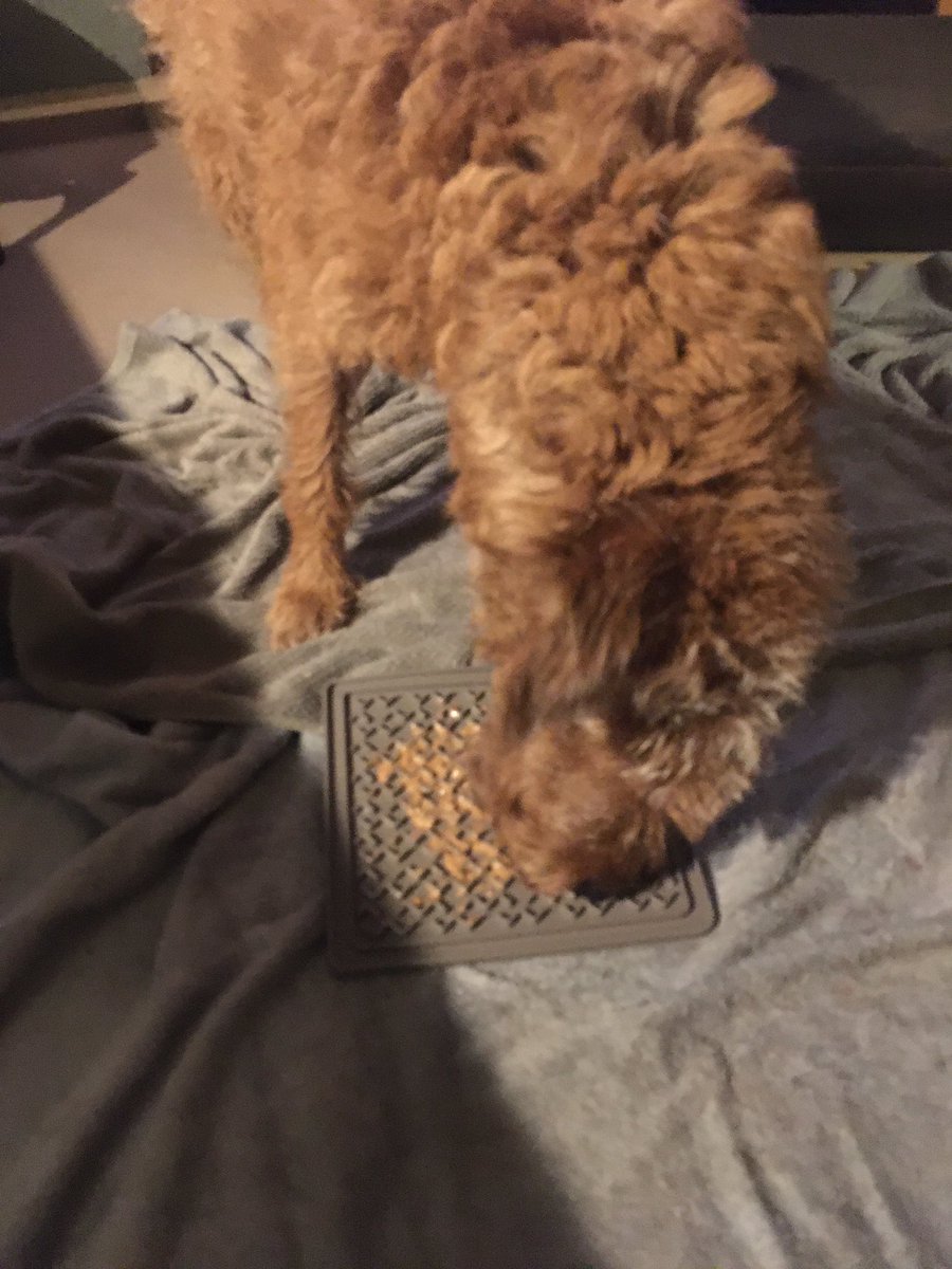 DublinIrishPup's tweet photo. #ohmydogness youโs guys itโs stormy here but Mum finally got my #lickmat organized with me fave #Kirkland #PeanutButter quite busy now #woof you pals later okay ๐คค https://t.co/qbcddl18yG