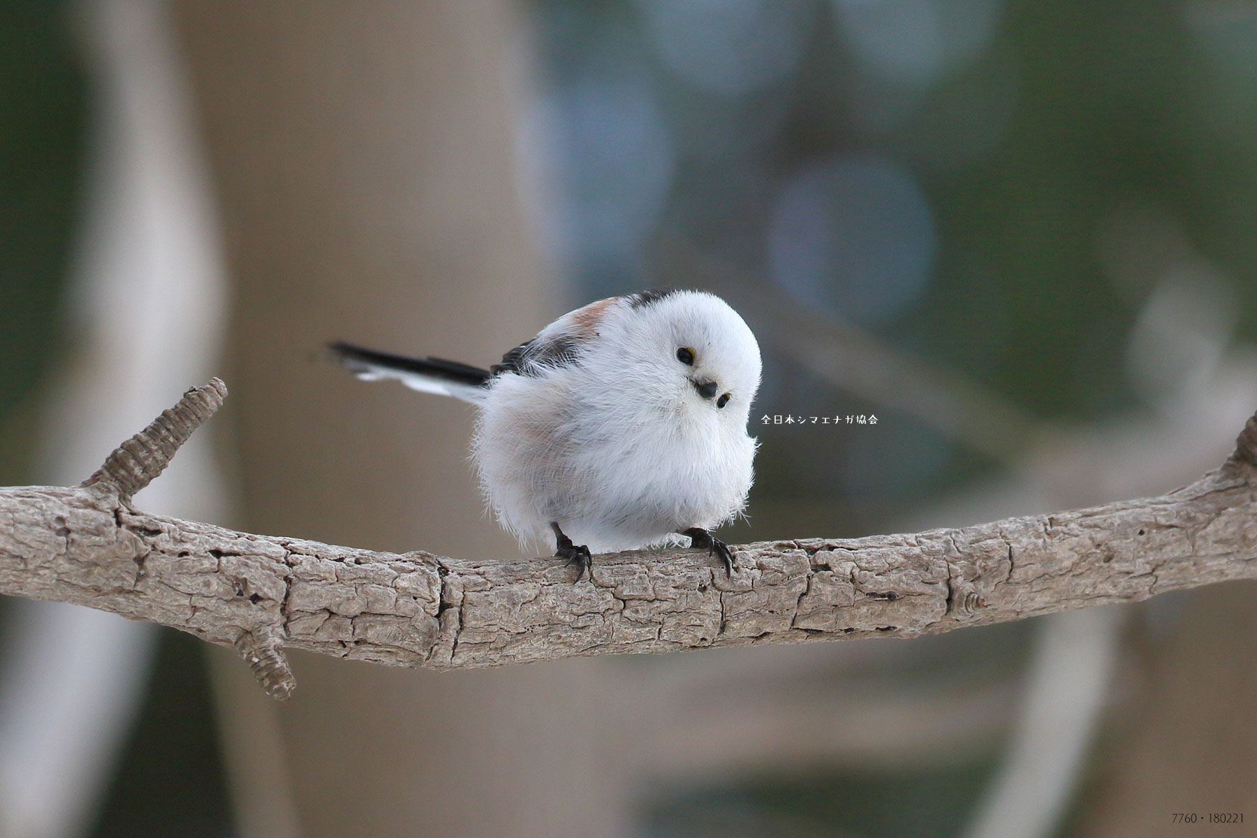 ぼく シマエナガ 首を横に倒し かわいい かわいい T Co Fa3msblpcc Twitter