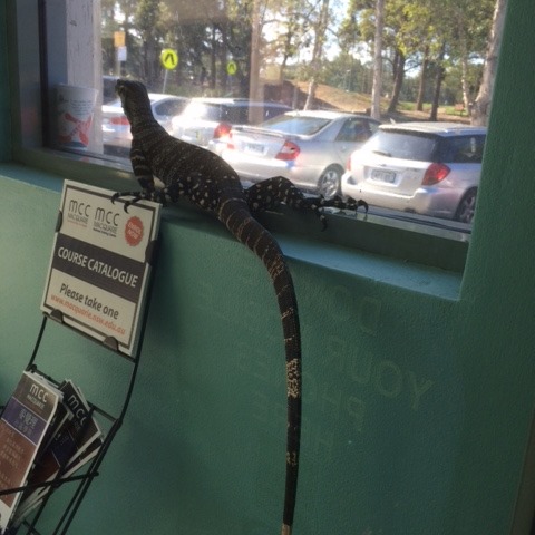 statelibrarynsw's tweet photo. Today's featured public library is St Ives Library, part of @krgcouncil. #ALibraryADay #NSWPublicLibraries
🎉 #StIvesLibrary is celebrating its big 60th birthday this year! Here are just a few of the fun visitors they've had over the years. 😉
https://t.co/U1QFaj8uK7 https://t.co/MAXLsIUEjl