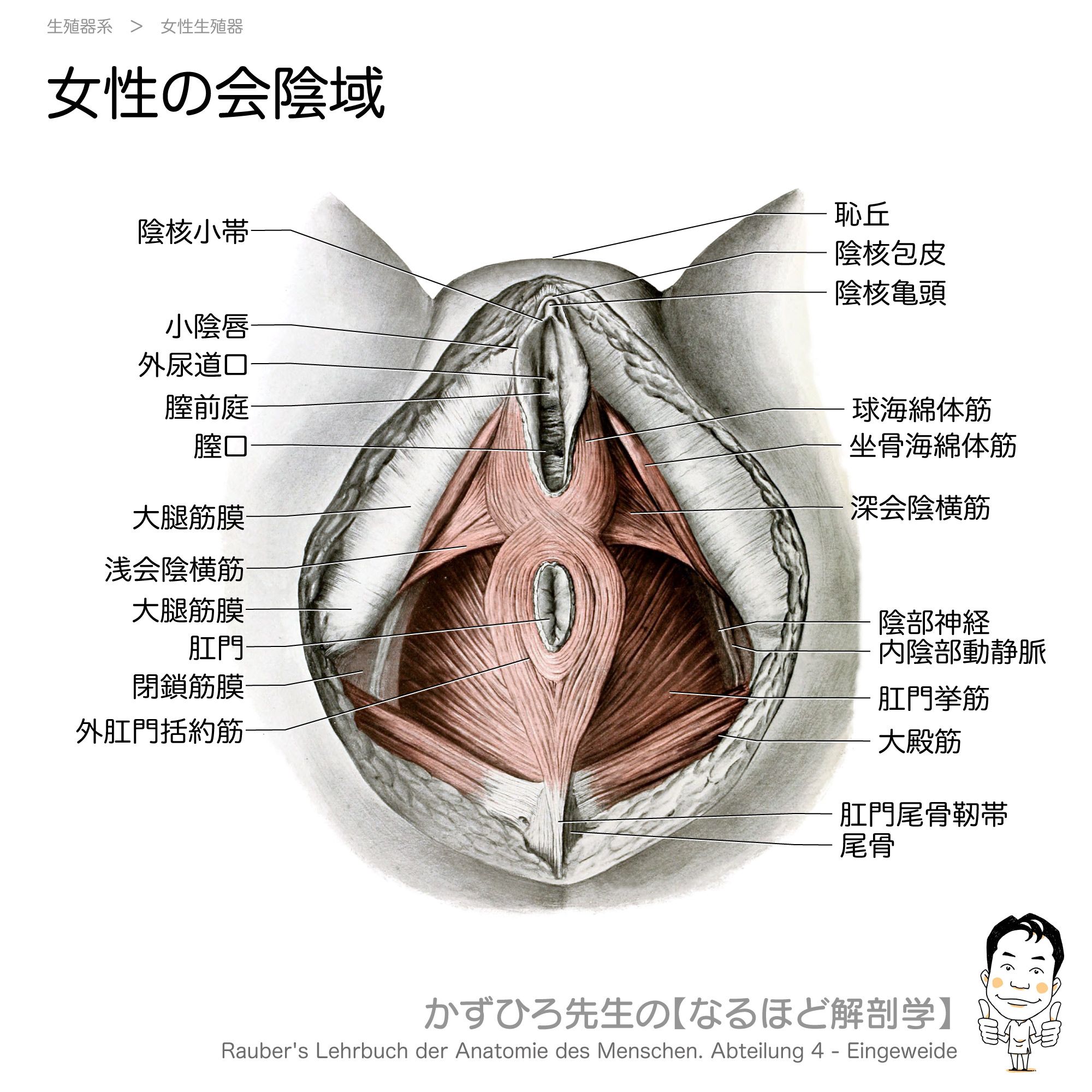 かずひろ先生 なるほど解剖学 女性会陰域 筋 血管 神経 いわゆる 骨盤底筋群 と言われる筋肉達です 外肛門括約筋は前方で球海綿体筋や浅会陰横筋と筋複合体を形成しているようすが伺えます 骨盤底筋群はすべて陰部神経支配です かずひろ先生 解剖