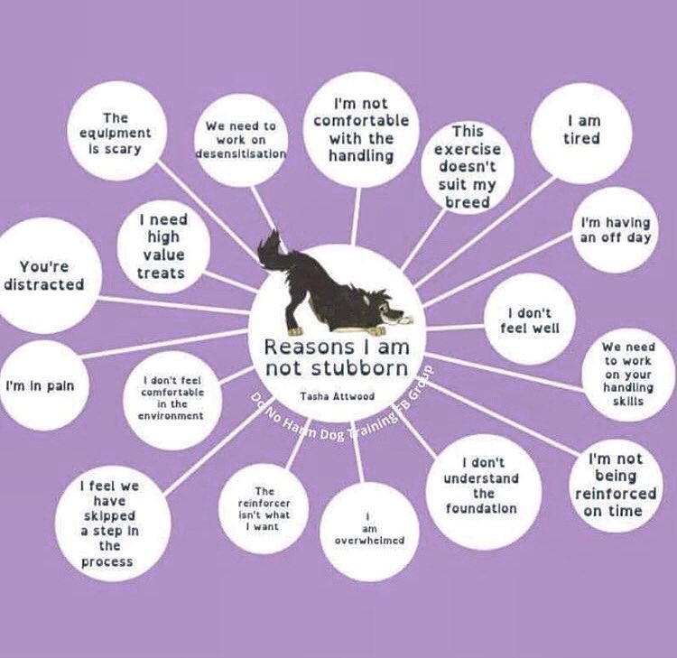 DogTrainerJoe1's tweet image. “My dog is stubborn.”—one of the most common misperceptions that dog trainers hear. #animalbehavior #dogbehavior #understandingdogs #stubborndog #dog #dogtrainer #dogtrainerjoe #dogtraining #dogparents