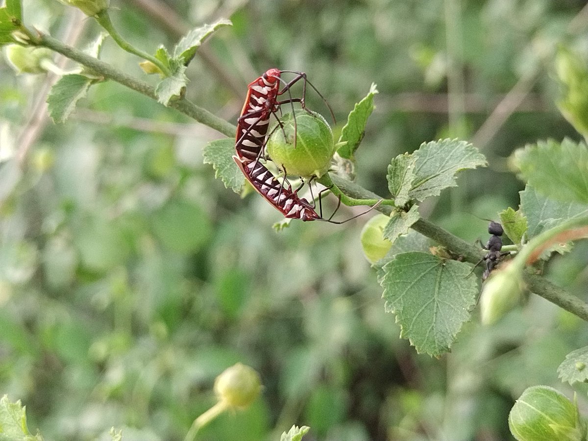 DhinaDevid's tweet photo. #naturephotography #macro #macrowildlifephotography #macrowildlife #buag #indianmobilephotographers #nokia #nokiamobile #nokiamobilephotography #tamilnaduphotography #photographer #puag #picoftheday @instagram @natgeoindia @natgeoyourshot @nokiamobile @nokiamobilein https://t.co/vMP6jQhovS