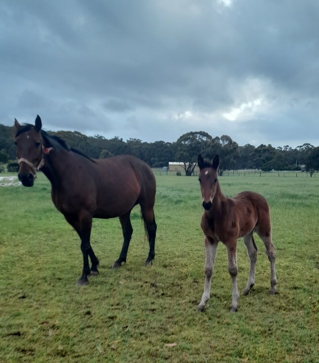 TheTrotter13's tweet photo. This is what a Soho Lanikai colt looks like after 3 weeks half brother to Soho Dow Jones, standing ⁦@mickstanley80⁩ visit https://t.co/pFR510FBcJ ⁦⁦@SStandardbreds⁩ ⁦@nanette5555⁩ Value Sire $1500 inc GST https://t.co/CEETUUS26s