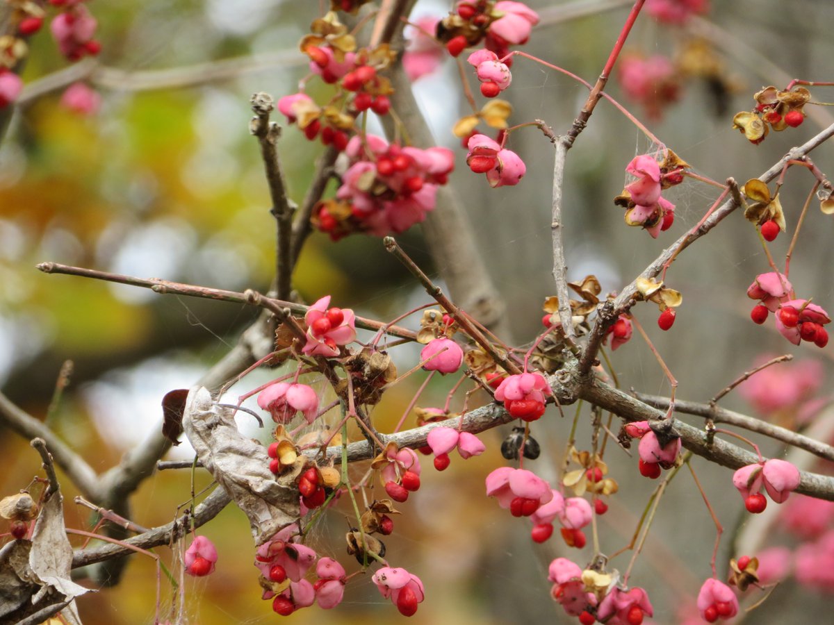 まゆみ Twitter Search