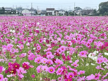 吉見町のコスモス畑22 終了 見頃や開花状況は アクセスや駐車場についても解説 ココミミ情報局 花の見頃 イベント情報