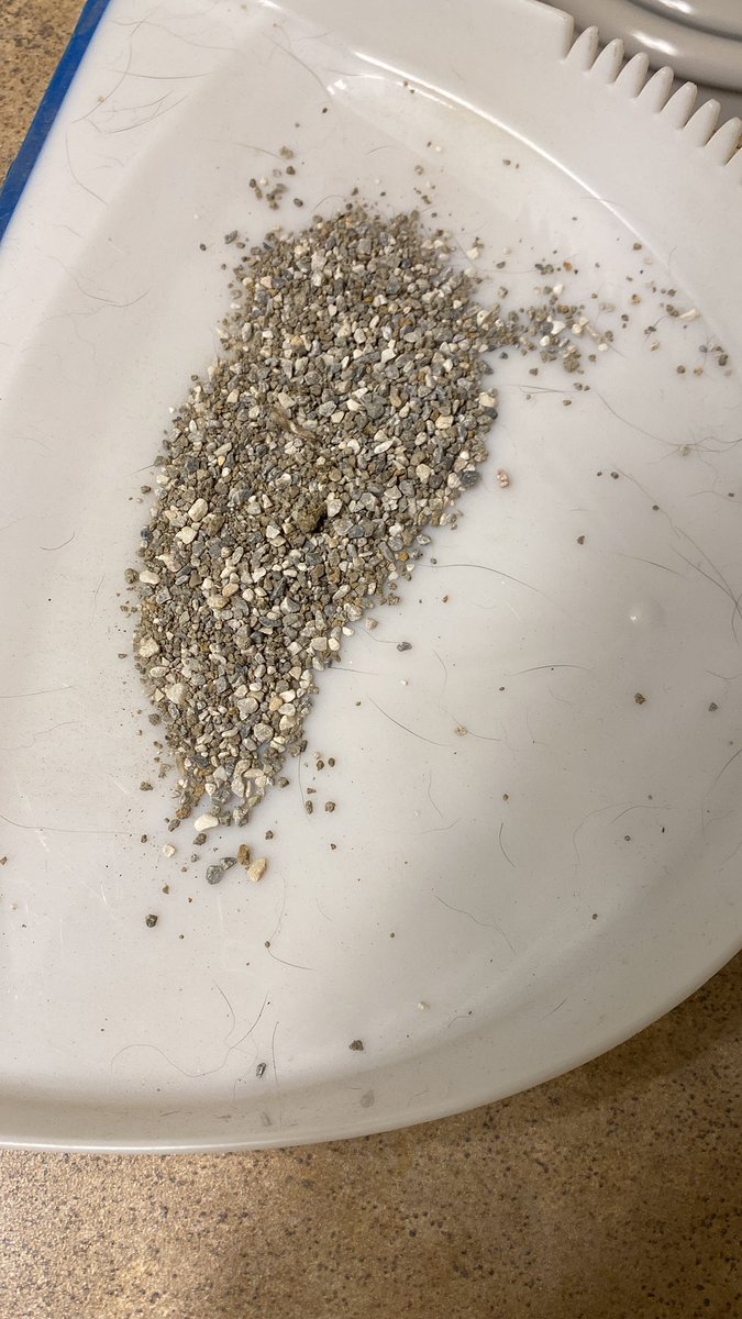JPErbicella's tweet photo. Hey @armandhammercat can I mail these rocks I found in my cats litter to you? Maybe your factory workers will like it? Because my cat sure as hell hates it now…and the whole damn 40lb box is like this… maybe @FreshStep or @TidyCats has a better product? https://t.co/aCceTfCo54