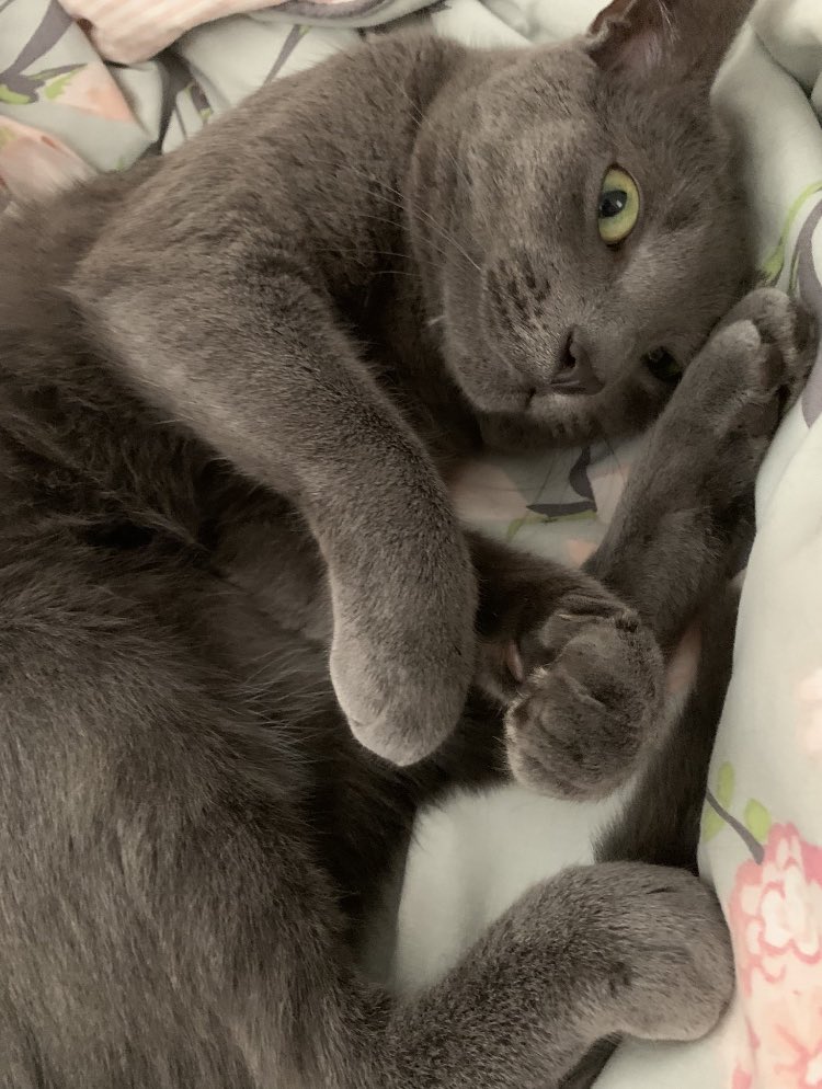 prideflagbot's tweet image. 