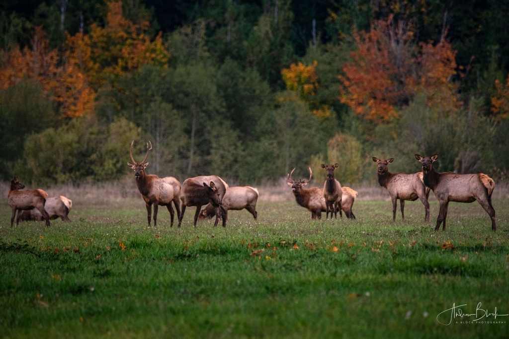 andrewdblock's tweet photo. A trip to the North Cascades to see the golden larches included a visit with the elk herd in Concrete, WA.  #pnw #pnwexplored #bestoftheevergreenstate #cascadiaexplored #optoutside #getoutside #ig_nature_lovers #pnwlife #washington #pnwwonderland #pnwcollective https://t.co/FIJxl5XU4t