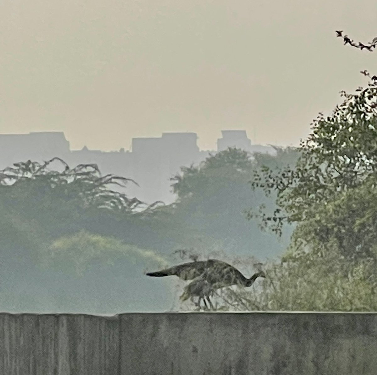 NEETAS11's tweet photo. Air quality in #Delhi starts dipping…..pollutions level rise. #hazeisback #morningwalk https://t.co/0rGEYIfcut