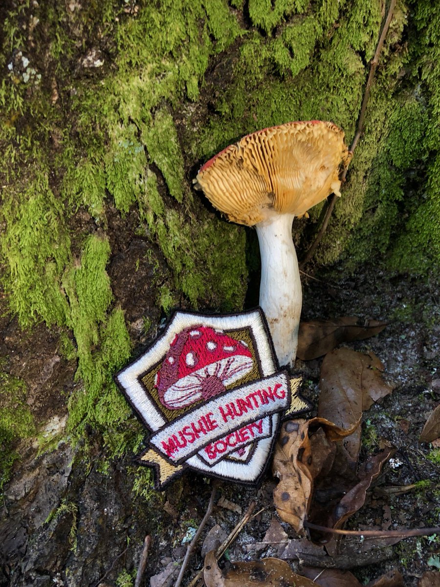 Limited run of white mushie #cottagecore patches now available! ✨

These were actually the first ones to come off my embroidery machine, but in the end I decided on gold. Now both are available!!! 🥰🍄

Etsy.com/shop/StrawbSno…