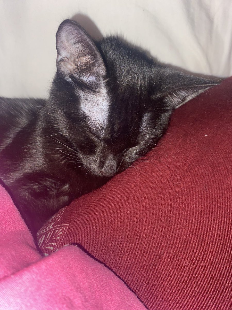 nadiasoinski's tweet photo. everyone look at my cat sasuke https://t.co/nRcgAlt5FY
