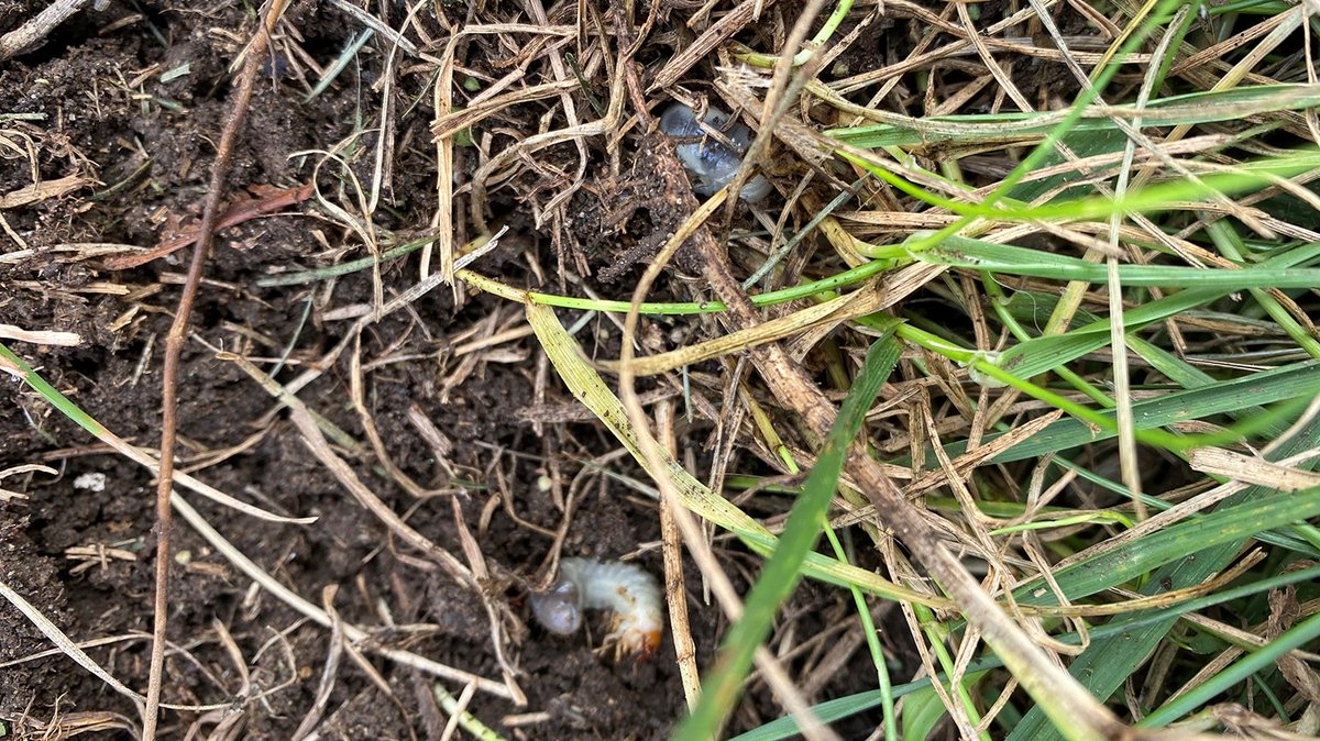 USGA Green Section tweet media