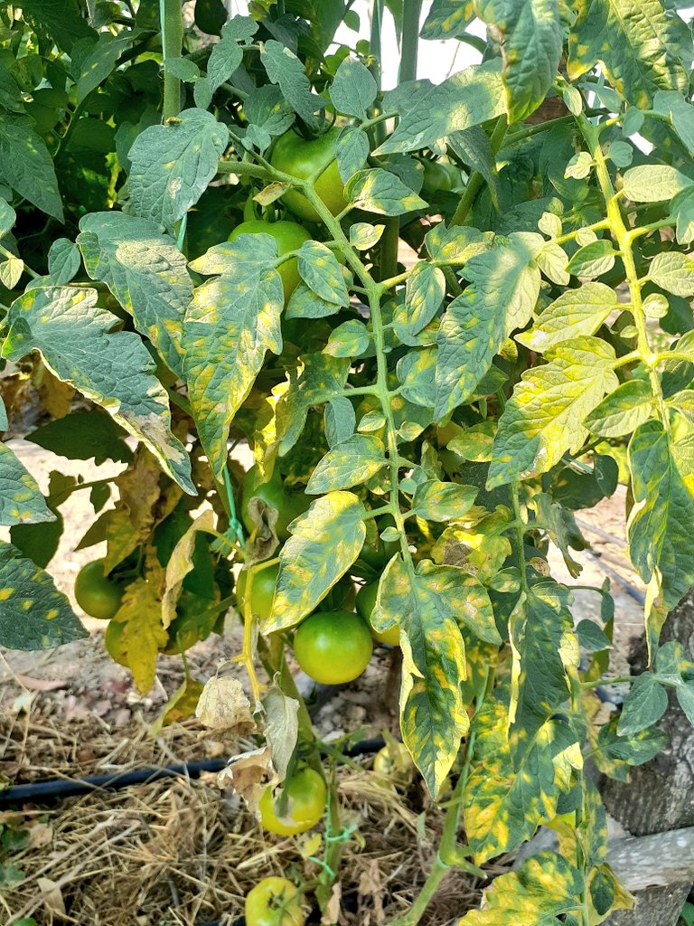 mucharedzeyi's tweet photo. Powdery mildew, mainly caused by the fungus Podosphaera xanthii. In severe cases, it can cause premature death of leaves, &amp; reduce yield &amp; fruit quality. Use sulfur-containing organic fungicides as both preventive &amp; treatment for existing infections. Remove the affected leaves https://t.co/U2VRO5o79p
