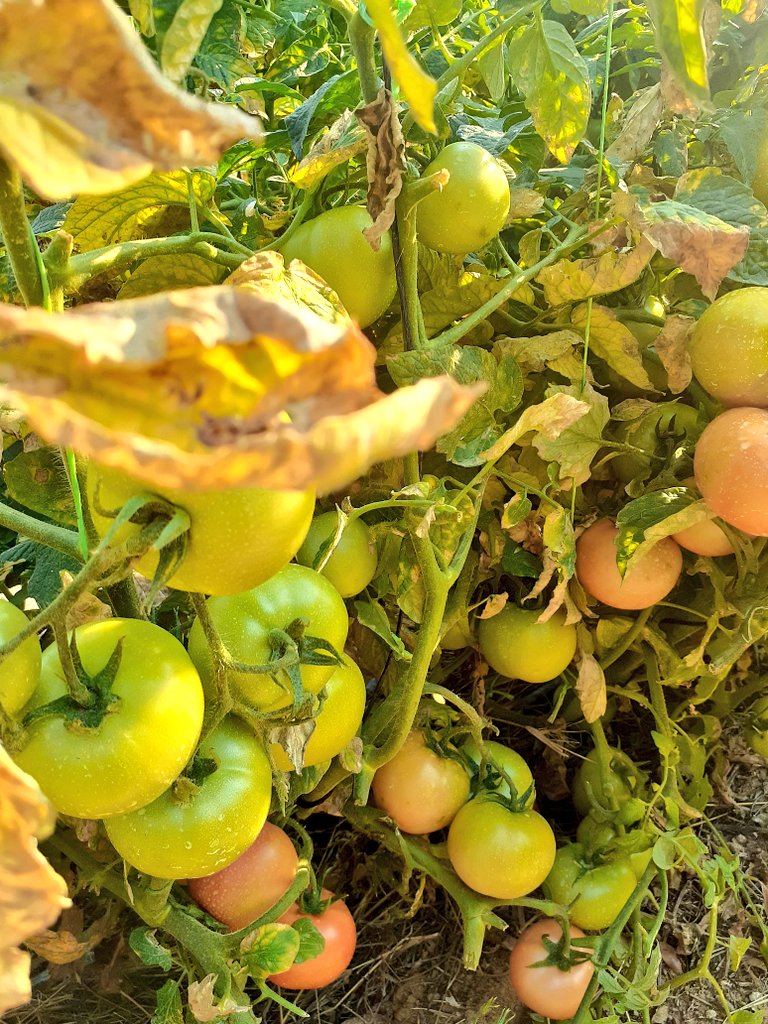 mucharedzeyi's tweet photo. Powdery mildew, mainly caused by the fungus Podosphaera xanthii. In severe cases, it can cause premature death of leaves, &amp; reduce yield &amp; fruit quality. Use sulfur-containing organic fungicides as both preventive &amp; treatment for existing infections. Remove the affected leaves https://t.co/U2VRO5o79p