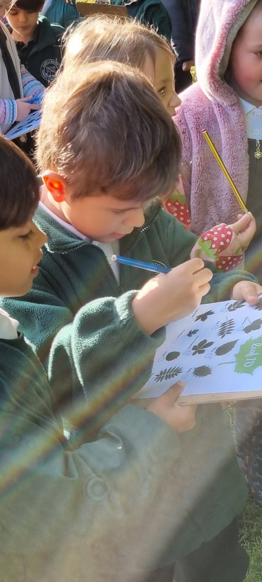 CastleBatchYr1's tweet photo. Can you identify these trees? Are they deciduous or evergreen? Our Yr 1 'leaf detectives' were out making observations, comparisons &amp; developing their language skills to describe leaf shapes. #Scientists #nature @NevilleColes @LisaDadds @PhamYear1 @LReesCBPSA @principalcbpsa https://t.co/UjFQ3fAmwu