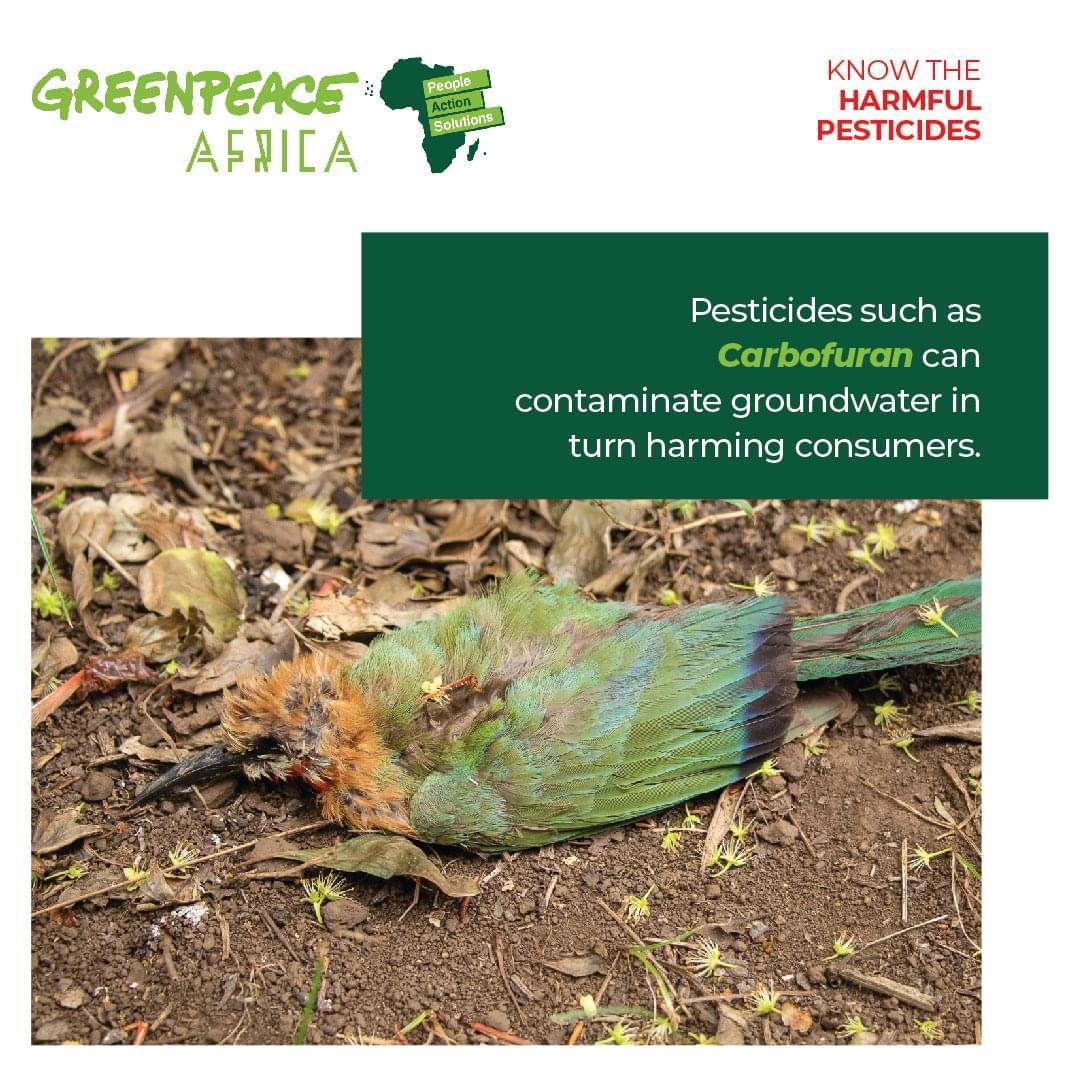 EVANSMALOWA4's tweet photo. #EcologicalFarming #KilimoSasaInitiativeDelivers #LindaClimate #WorldFoodDay2021 #WorldFoodDay_2021 #WorldFoodDay @MutwolGerance @ClintoneBill
@kamanumbugua
@Peterbulimo
@Anti_Titan1
@Akinyiokello3
biological pest control is safe both for our environment and food safety https://t.co/Uryx2RC6Xq