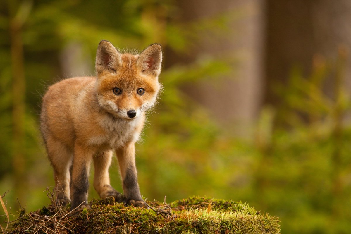 We are delighted with the guilty verdict of Mark Hankinson, former director of the Master of Foxhounds Association, for "encouraging or assisting others to commit an offence under the Hunting Act".  RT if you agree ALL landowners should now ban hunting on their land immediately.