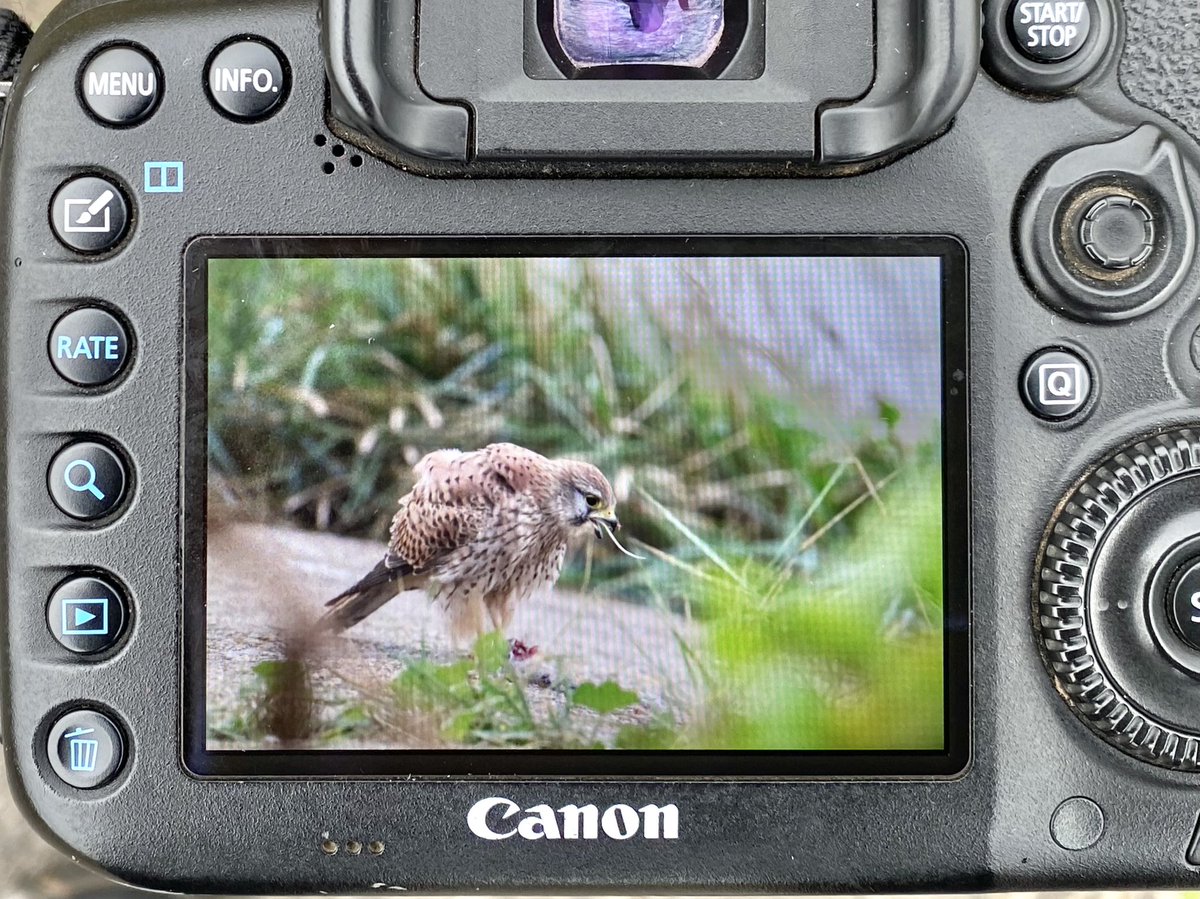 rudraksh9's tweet photo. Breakfast time @RSPBRainham @natures_voice @Avibase @orientbirdclub @wildlife_uk @londonbirdclub @wildlondon @wildindiain #birdwatching #birdphotography #birdsofuk #londonbirds https://t.co/2hNAmKj39M