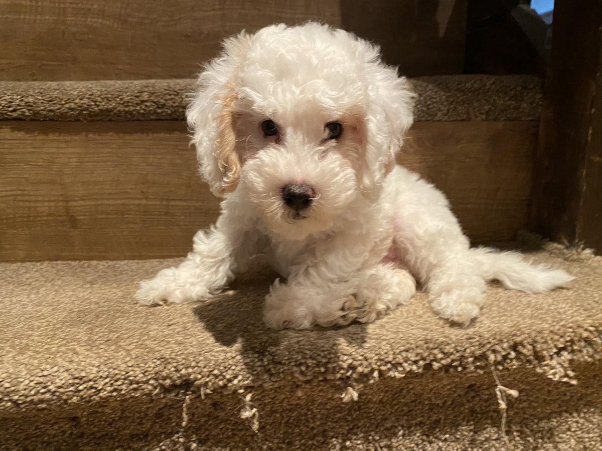 aleks_kck's tweet photo. @EmilyCanham This is Bumble 🥰 https://t.co/nxKTiA2Pyi