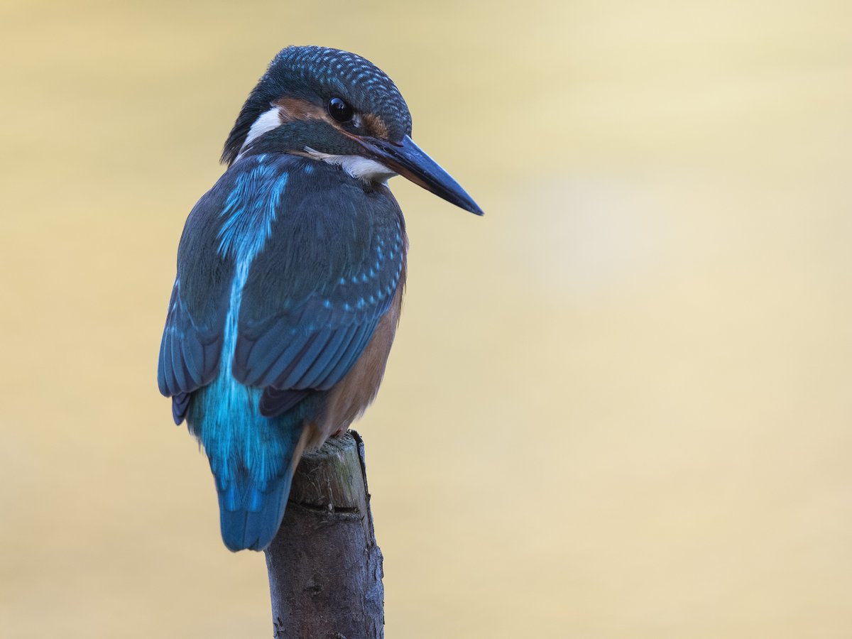 Mijn eerste #IJsvogel ontmoeting van dit najaar .<a href="/vogelnieuws/">Vogelbescherming NL</a> #Zoetermeer #Theus #Nature_Photography #Alcedo_atthis
<a href="/IVNzuidholland/">IVN Zuid-Holland</a> @Natuurmonument <a href="/ZHLandschap/">Zuid-Hollands Landschap</a> <a href="/waarneming/">Waarneming.nl</a> @vroegevogels @natuuronline @naturanotitia #natuurfotografie #volgdenatuur #vogelskijken #Common_Kingfisher