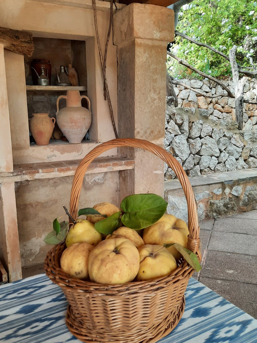 EnsenyatAntonia's tweet image. Temps de codonys, ahir vaig fer la collita i avui teniu el resultat! 😋
#codonyat
#bondia