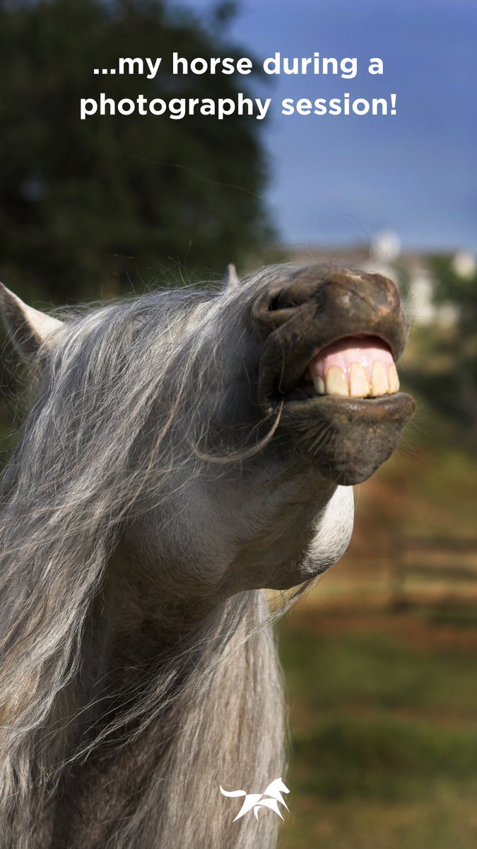 Other horses vs mine during a photoshoot session 🤣
...
#ad #friendson4hooves  #equestrian #marketplace #shop4hooves