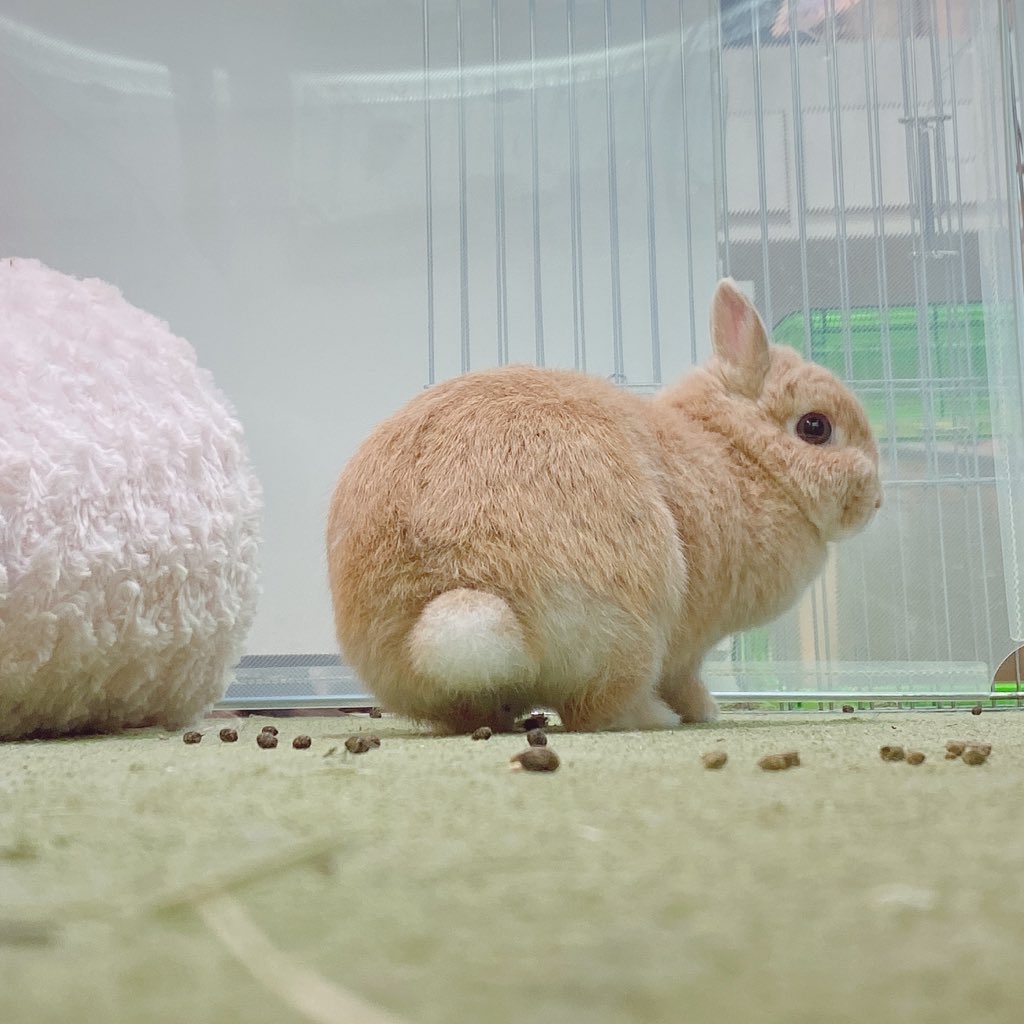 うさけつフェチ Twitter Search Twitter うさけつフェチ Twitter Search Twitter