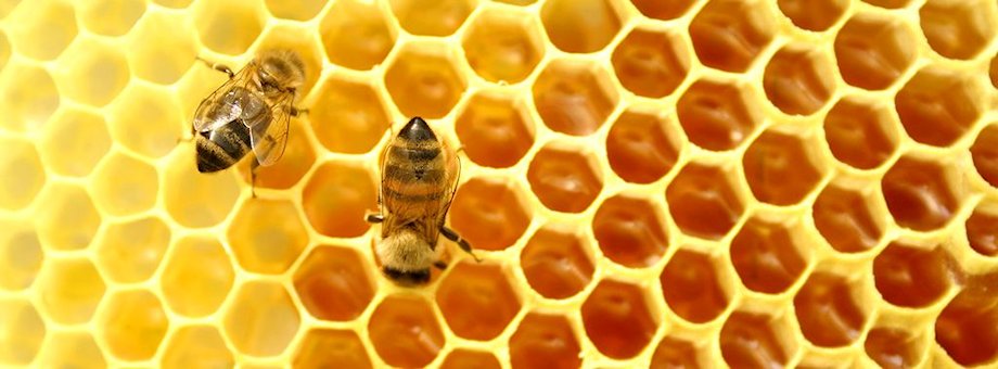 ClemensZsofia's tweet photo. Evolutionarily, access to honey used to be limited, depending greatly on the vegetation period of nectar-producing plants. 
https://t.co/SNEZPMOtL8 https://t.co/GMtheixwMG