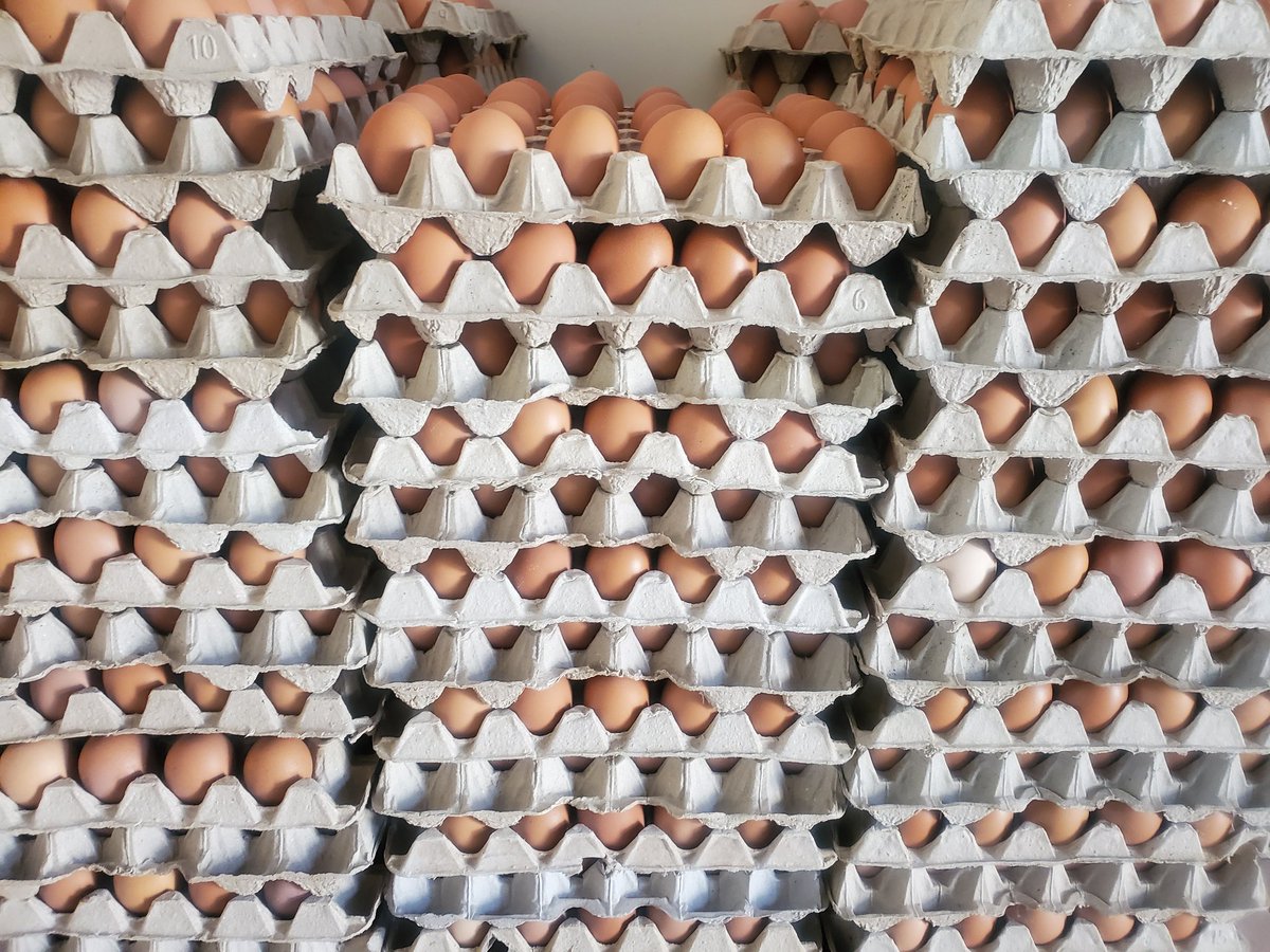 Fresh eggs readily available. DM for your orders. Pls RT  <a href="/ProsperBMatondi/">Prosper B. Matondi🇿🇼</a> <a href="/MaminiminiObert/">Obert Maminimini</a> <a href="/ndakaripa/">Ndakaripa Hungwe🌻</a> <a href="/peezack/">Paul Zakariya</a> <a href="/patiemash/">patience mashiri</a> looking to support from your network. <a href="/basera_john/">John Basera</a> still waiting for my farm tinyatsowedzera